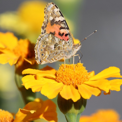 natureexplorer's avatar'